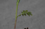 Fuzzy phacelia